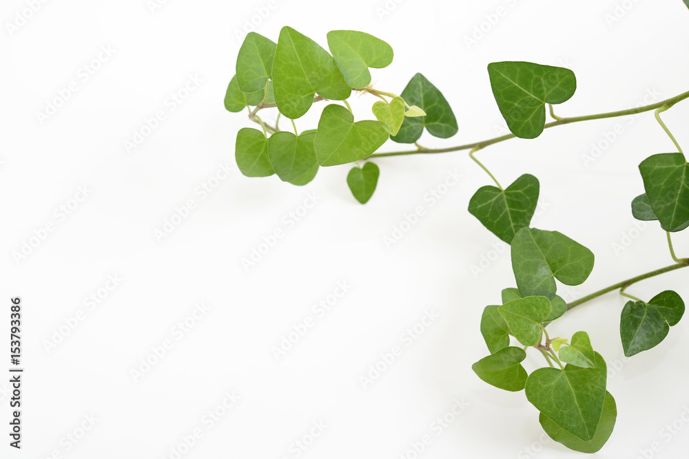 Obraz premium 観葉植物