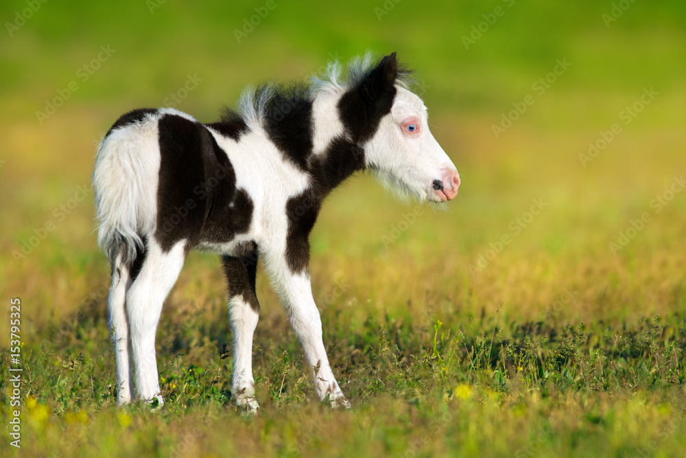 Beautiful piebald pony foal in green meadow