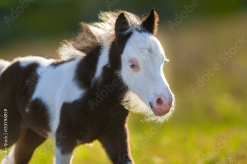Beautiful piebald pony foal  close up portrait © callipso88