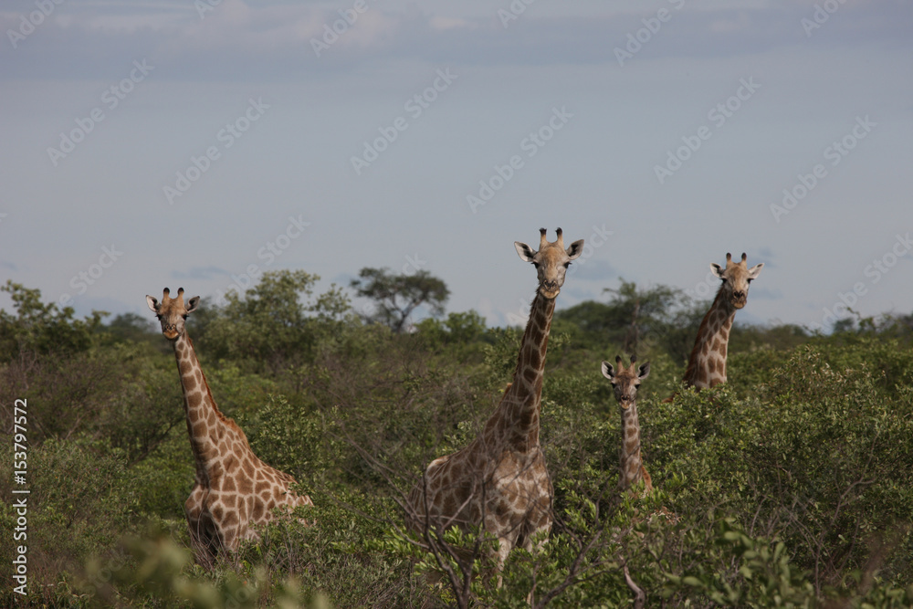 Fototapeta premium Wild Giraffe mammal africa savannah Kenya (Giraffa camelopardalis)