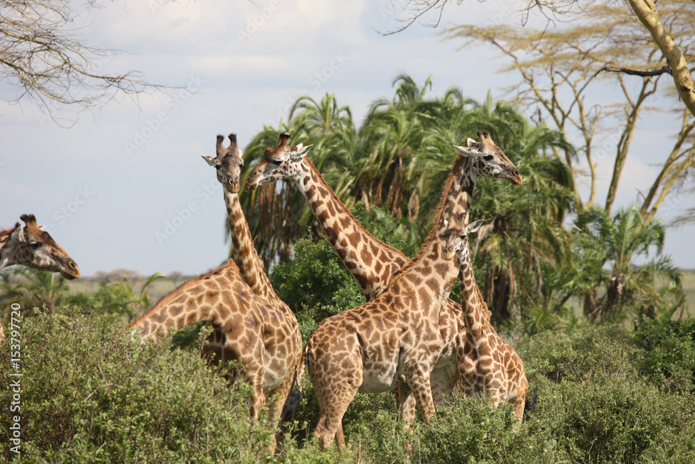 Fototapeta premium Wild Giraffe mammal africa savannah Kenya (Giraffa camelopardalis)