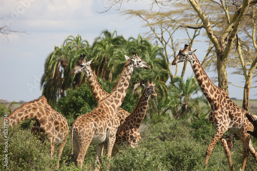 Wild Giraffe mammal africa savannah Kenya  Giraffa camelopardalis 