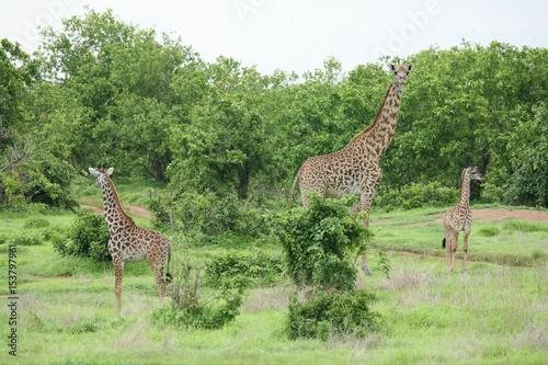 Wild Giraffe mammal africa savannah Kenya  Giraffa camelopardalis 