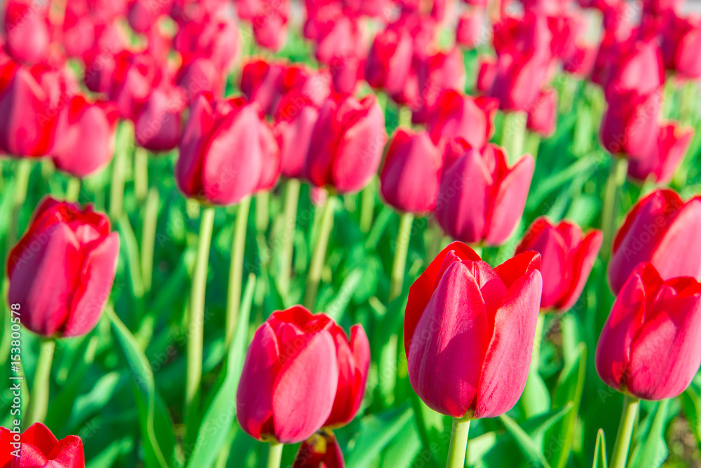 Beautiful red pink white tulips in the garden