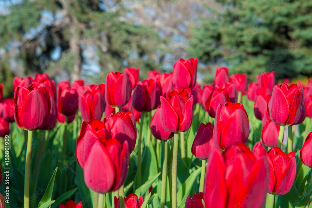 Beautiful red pink white tulips in the garden