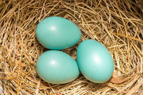 American Robin's Eggs and Nest