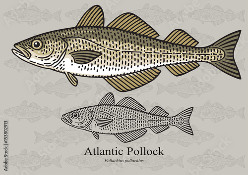 Atlantic Pollock, European Pollock. Vector illustration for artwork in small sizes. Suitable for graphic and packaging design, educational examples, web, etc.
