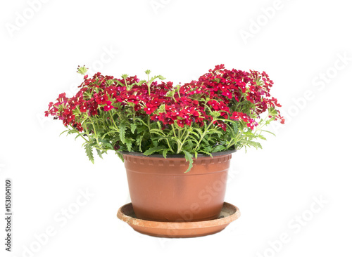 Beautiful red flowers in flowerpot isolated on white background