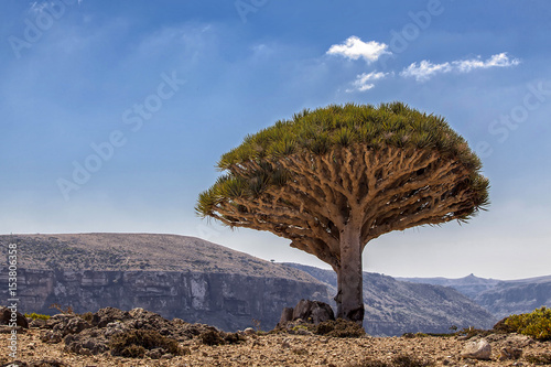 Socotra Island. Dragon Tree.