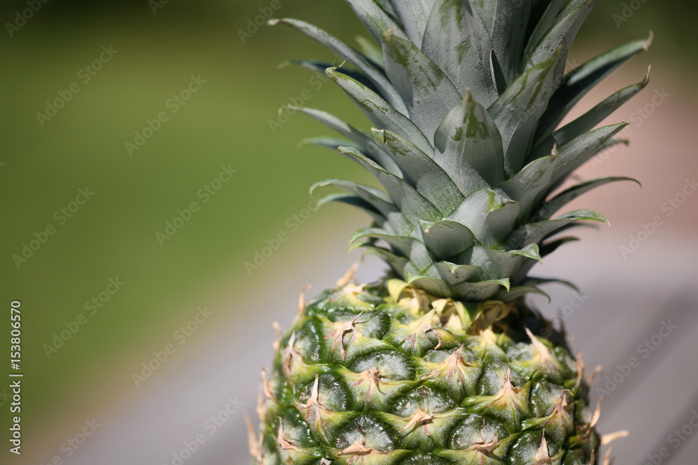 pineapple