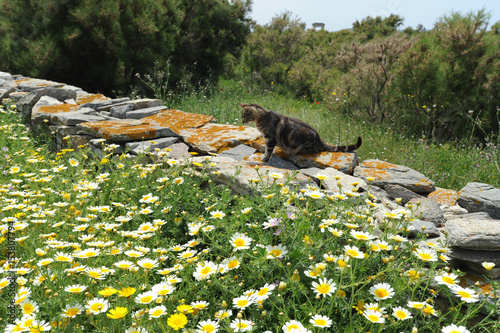 Chat chassant les lézards sur le site de Délos en Grèce