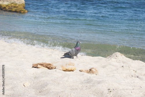Sand beach, sea in summer