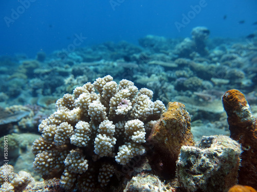 Fototapeta Naklejka Na Ścianę i Meble -  Coral  (pocillopora sp.) found in coral reef area at Layang-layang island, sabah, Malaysia