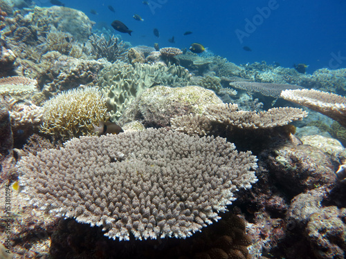 Coral found in coral reef area at layang-layang island, sabah, Malaysia photo