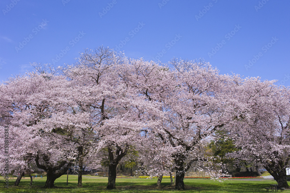 満開の花　青空