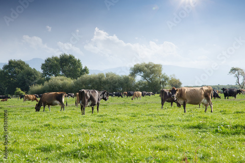 beafs on new zealand pasture in sunny day © zhu difeng