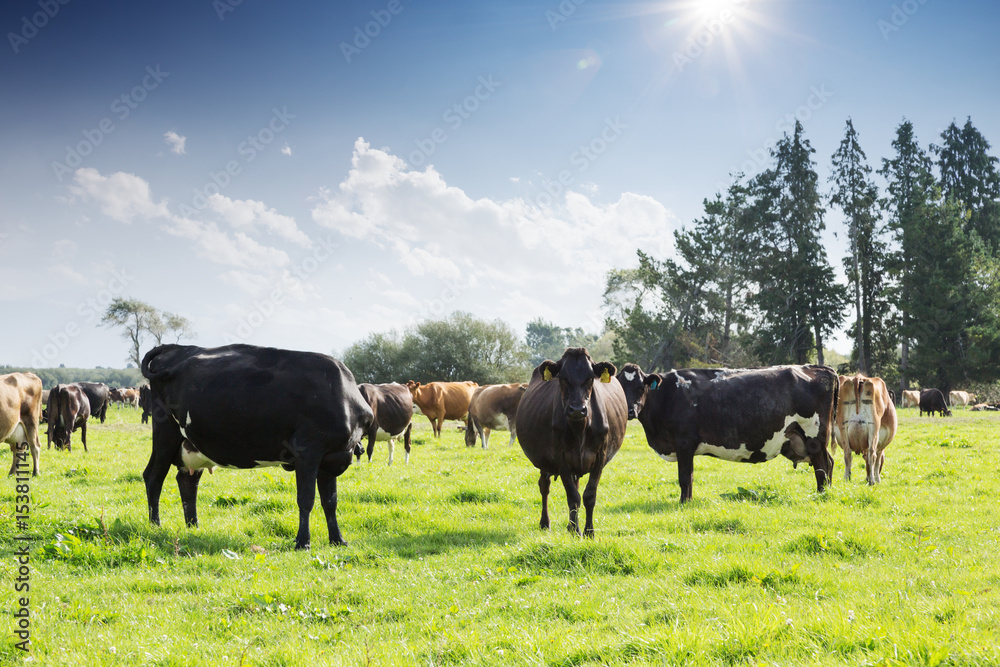 beafs on new zealand pasture in sunny day beafs on new zealand pasture in sunny day