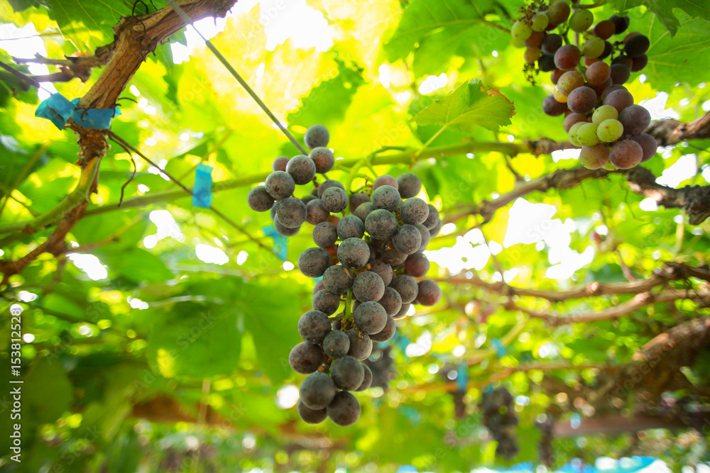 Non-toxic fresh red grape in the garden