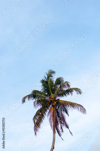 Palm on the sky background