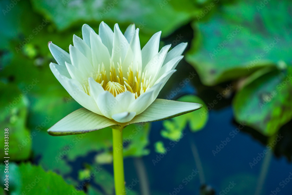 Blooming White lotus in swamp