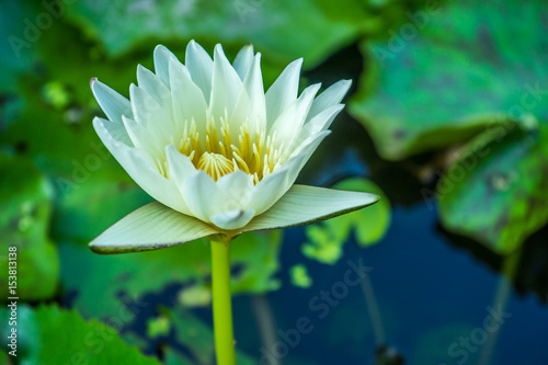 Blooming White lotus in swamp