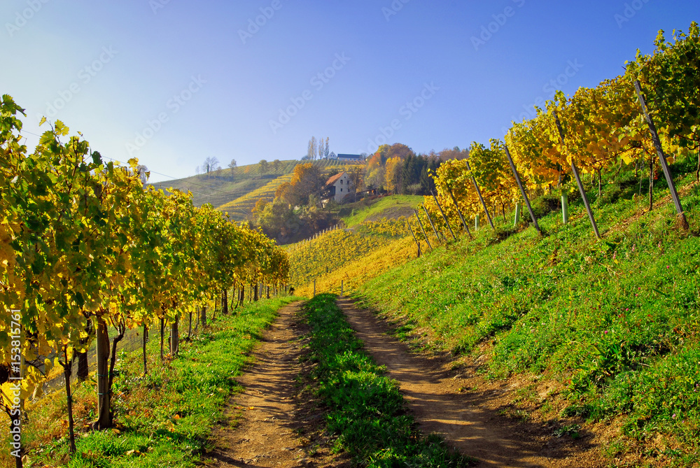 Weg durch Weinberge in der Südsteiermark, Österreich