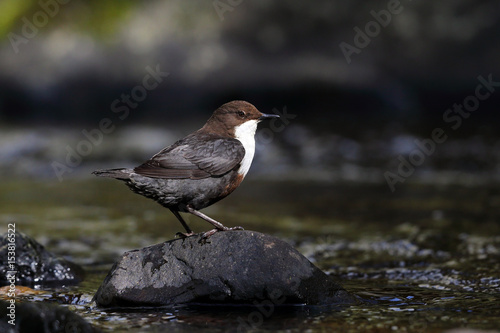 Dipper on River