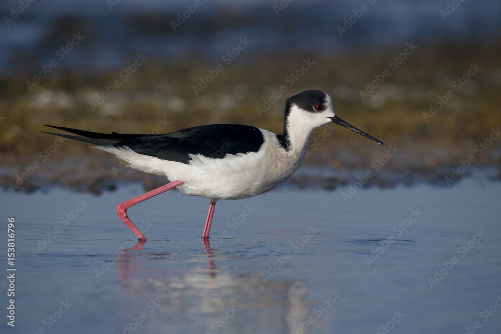 Obraz premium Black-winged stilt, Himantopus himantopus