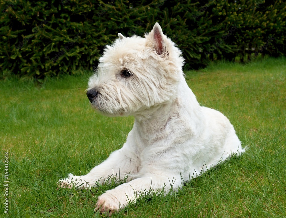 West Highland White Terrier sitting on the fresh green grass in the garden. The dog watches West Highland White Terrier sitting on the fresh green grass in the garden. The dog watches