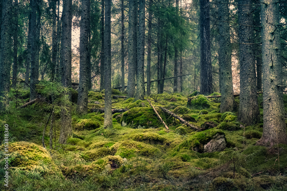 Fototapeta premium Old primeval forest with nice lights and shadows