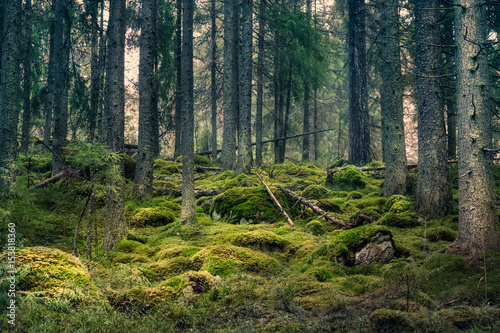 Old primeval forest with nice lights and shadows