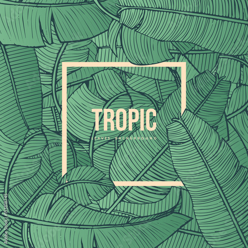 Tropic leaves background with frame for your text. Eps10 vector.