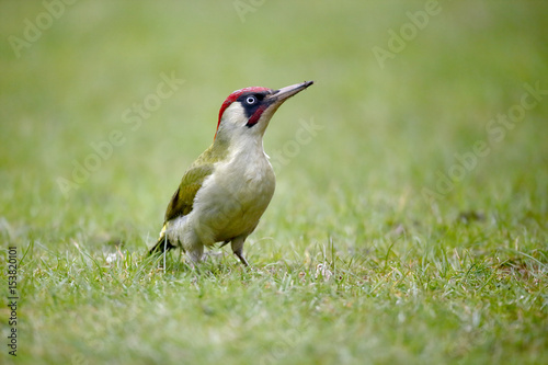 Green Woodpecker, Picus viridis