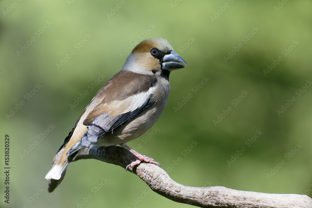 Naklejka premium Hawfinch, Coccothraustes coccothraustes