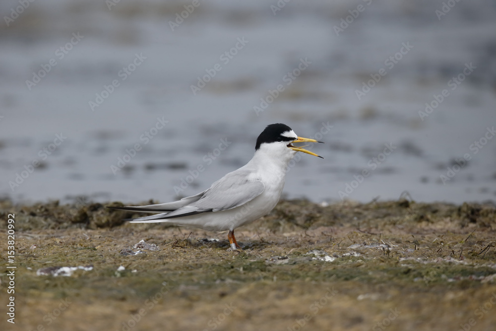 Little tern, Sterna albifrons Little tern, Sterna albifrons