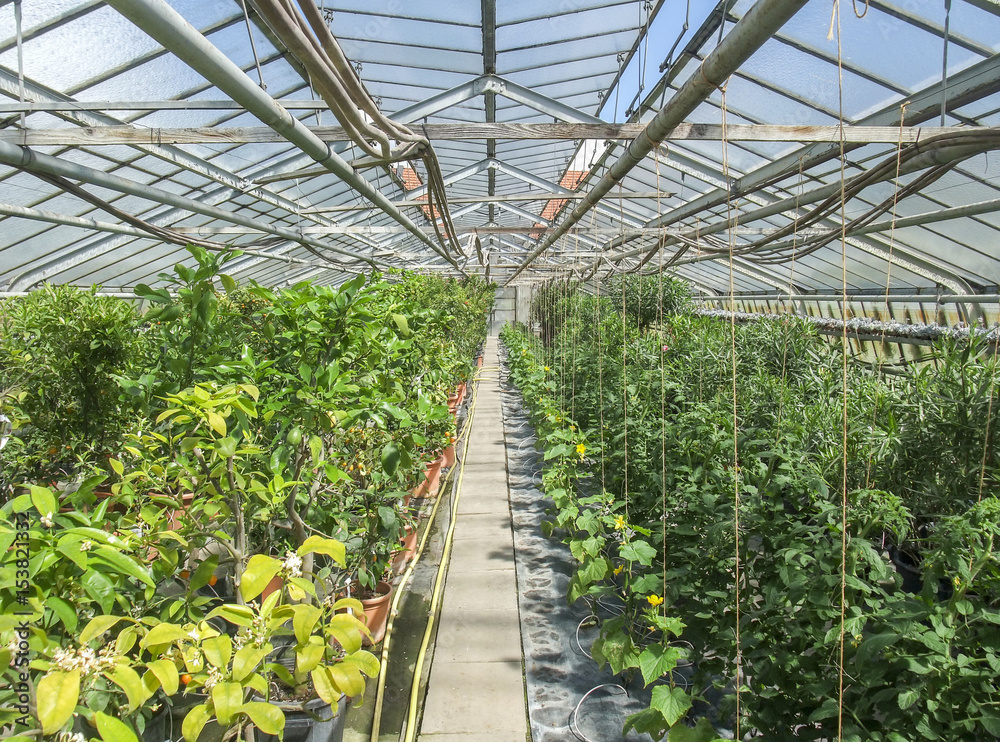 sunny greenhouse scenery sunny greenhouse scenery