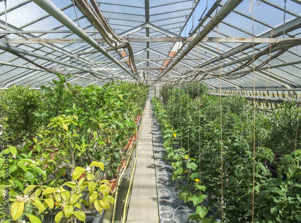 sunny greenhouse scenery