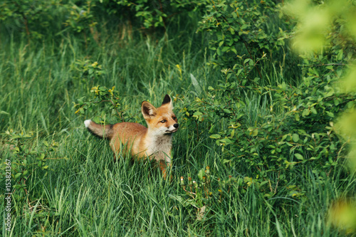 Симпатичная маленькая красная лиса в траве