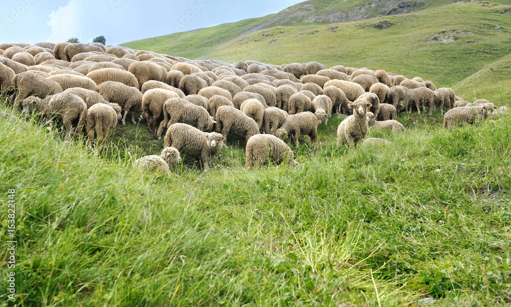 Naklejka premium troupeau de moutons dans alpage de Savoie