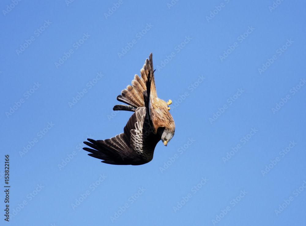 Obraz premium Red kite, Milvus milvus