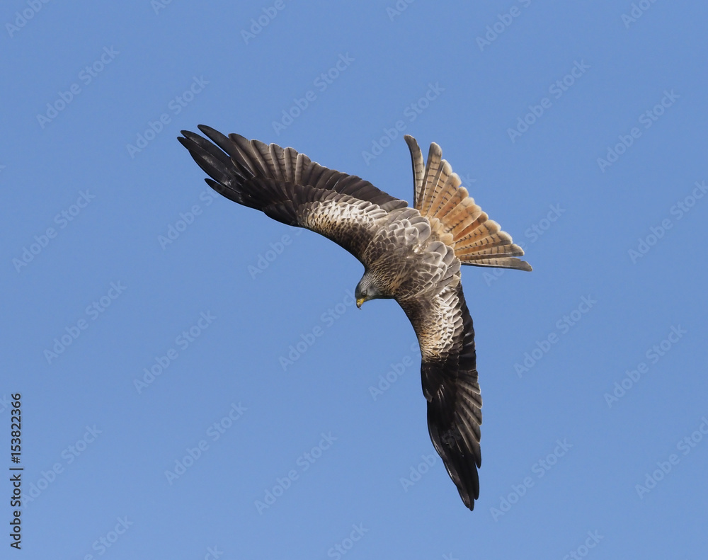 Obraz premium Red kite, Milvus milvus