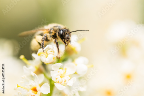 A bee on a portugal laurel flower. Sitting on the top a white flower stem, the bee is covered in pollen. Detail of its fur and eye can be seen.