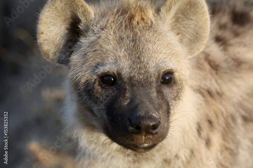 Portrait of a juvenile spotted hyena