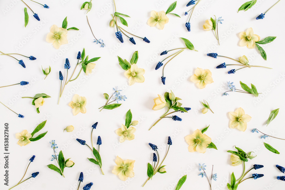 Beautiful hellebore flower, muscari flower and leaf on white background. Flat lay, top view. Beautiful hellebore flower, muscari flower and leaf on white background. Flat lay, top view.