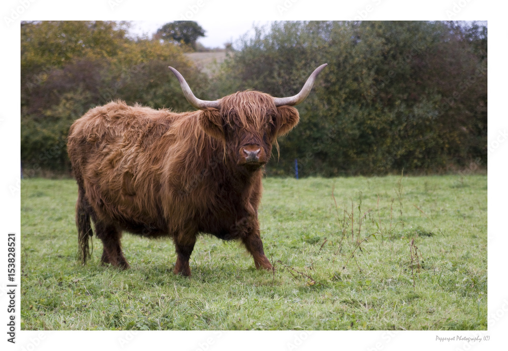 highland cow highland cow
