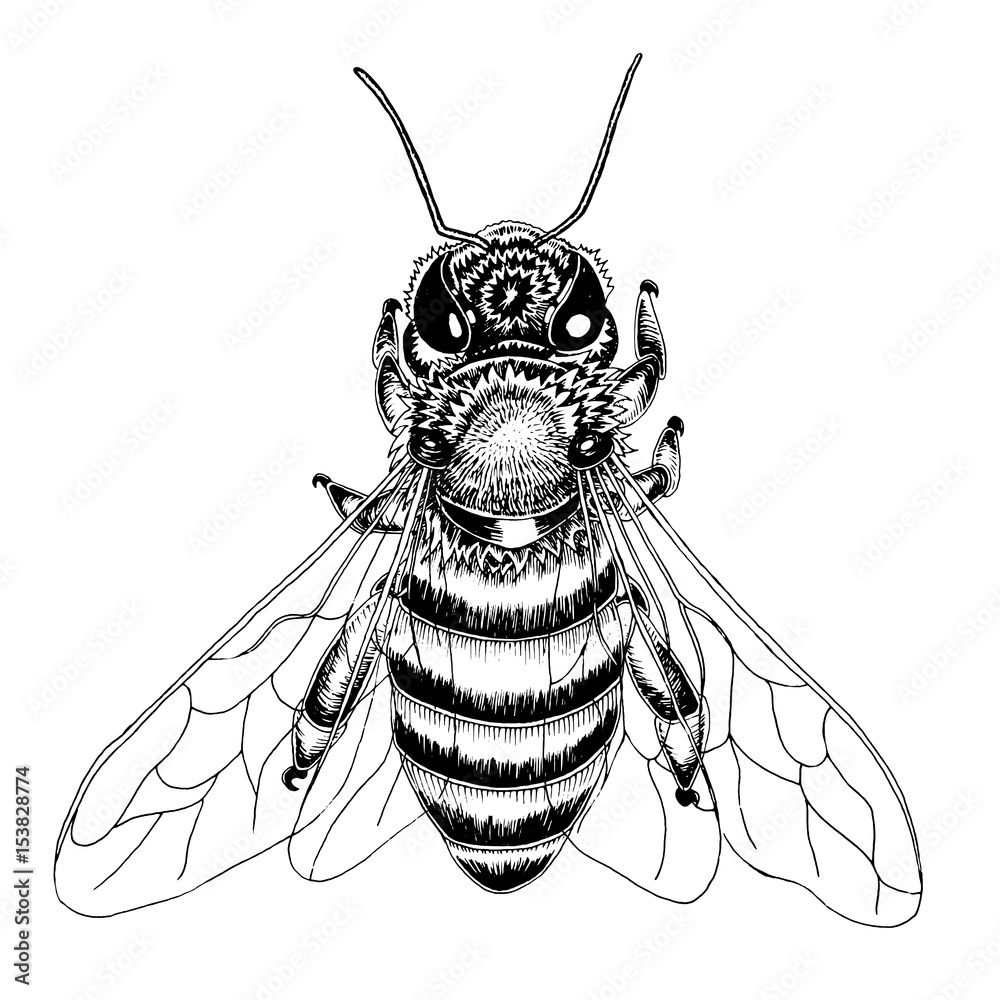 Hand drawn bee sketch in black and white vector illustration. Stock ...