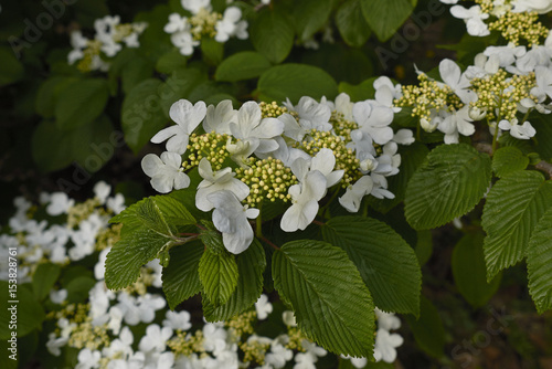 Viburnum plicatum photo