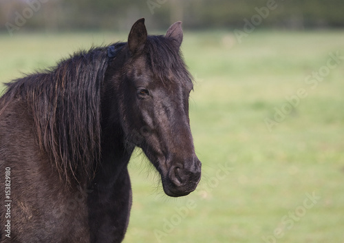 black horse © Grant