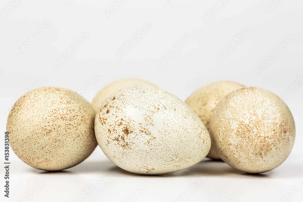 Partridge eggs on white, with blank space at top Partridge eggs on white, with blank space at top