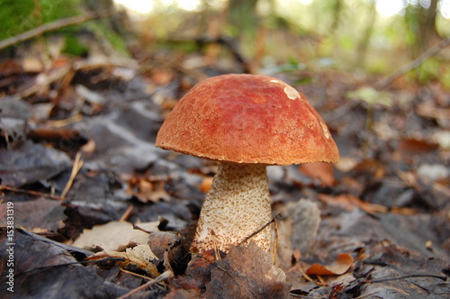 Mushroom III